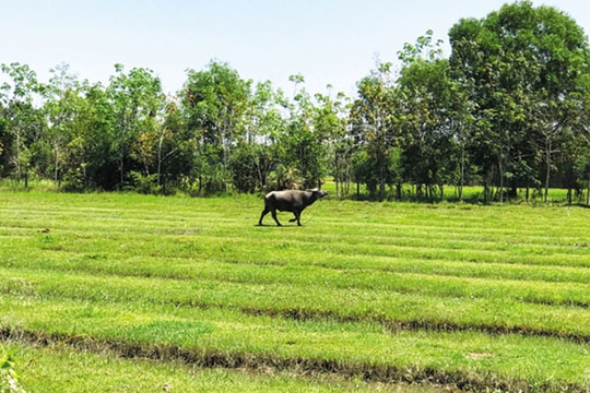 "Cơn sốt" đất nền có thể lặp lại tình trạng bong bóng?