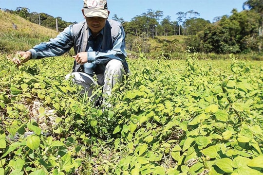 Lên rừng trồng dược liệu