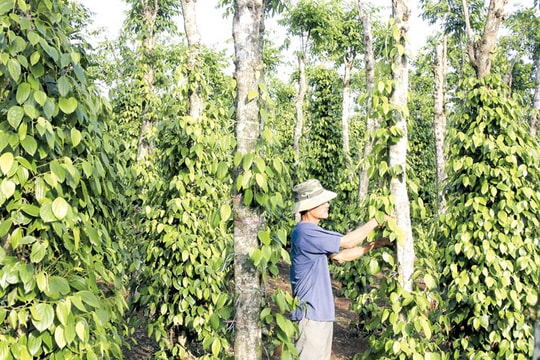 Cú sốc giá với ngành tiêu Việt Nam