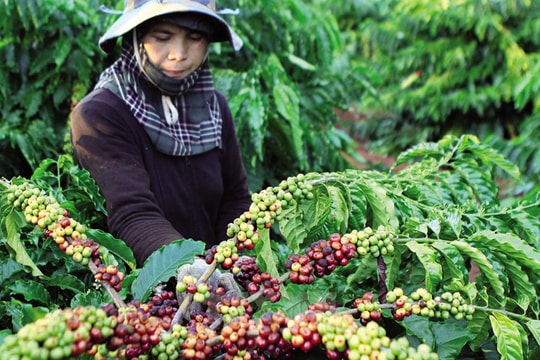 Sàn giao dịch hàng hóa Việt Nam: Không thể rập khuôn mô hình nước ngoài