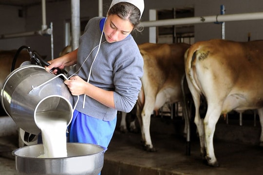 Tại sao tình trạng khát sữa của Trung Quốc lại là tin xấu đối với Trái Đất?