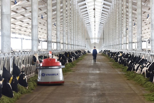 Vinamilk nhập lô bò A2 thuần chủng từ New Zealand