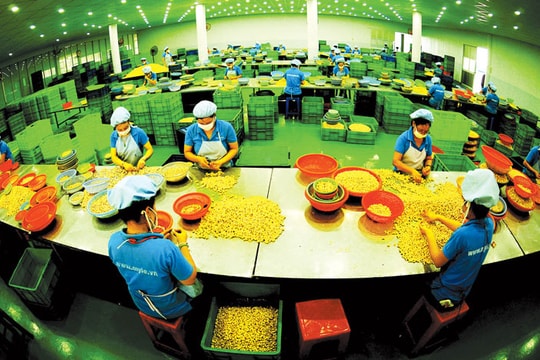 Nghịch lý ngành điều: Cửa mở càng rộng, cơ hội càng hẹp