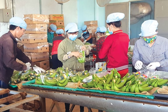 Cơ hội làm giàu từ kinh doanh trái cây