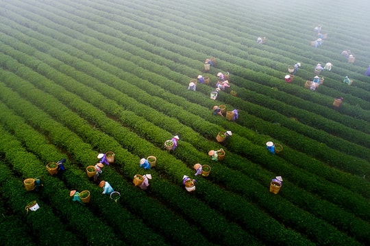 Đầu tư vào nông nghiệp bền vững - biện pháp hiệu quả để tiêu diệt nghèo đói