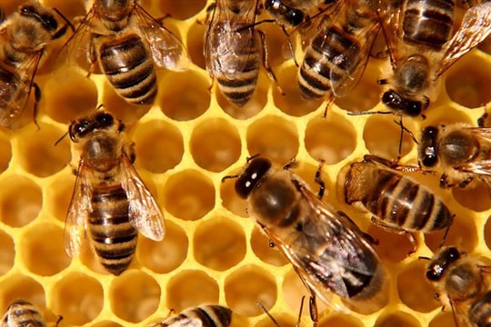 Gian nan xây dựng thương hiệu cho mật ong Việt