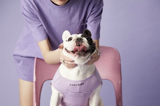 Ngành dịch vụ dành cho "thú cưng nhà giàu" tiếp tục bùng nổ tại châu Á