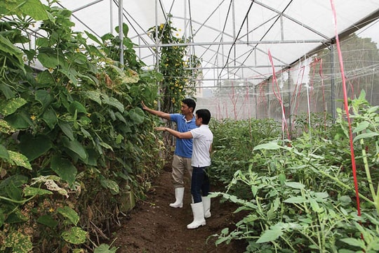 Nhiều triển vọng về sản xuất nông nghiệp hữu cơ ở Lâm Đồng