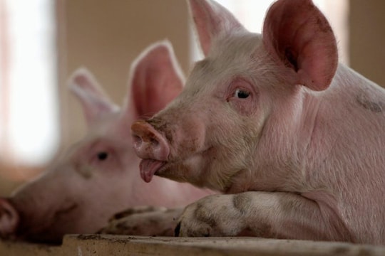 Công ty công nghệ Trung Quốc tập trung… nuôi heo
