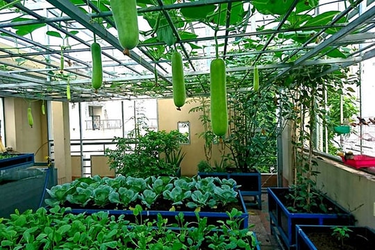 Về ngoại ô trồng rau sạch cùng một gia đình thành thị