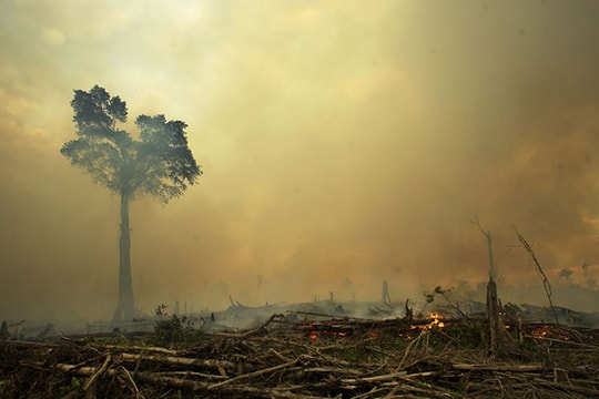 Hơn 50% rừng nhiệt đới bị phá hủy trong 60 năm qua