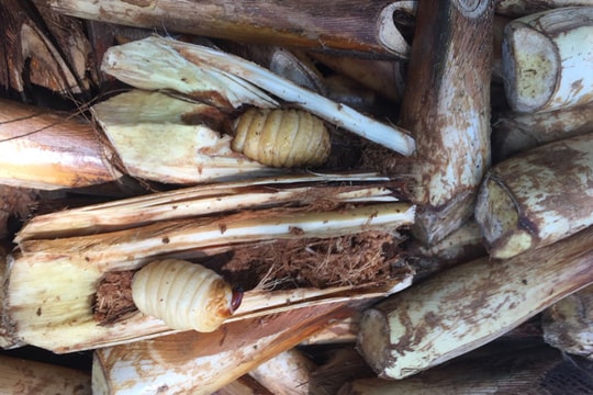 Đặc sản đuông chà là thiên nhiên