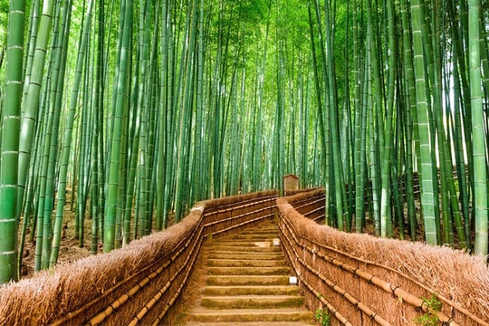 Cây tre - vũ khí lợi hại chống... biến đổi khí hậu