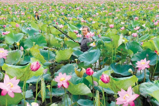 Láng sen chim trời cá nước