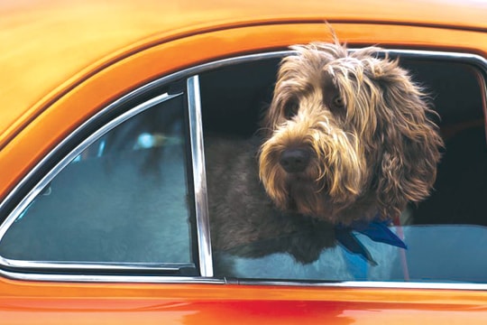 Dog Mode - tính năng giúp bảo vệ thú cưng trên xe hơi