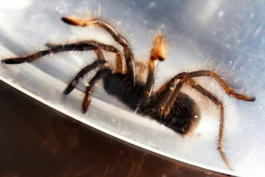 Philippines: Bắt giữ vụ buôn lậu 757 con nhện đen lớn