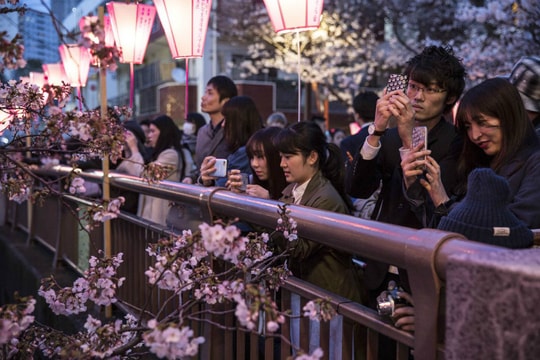 Du lịch ngắm hoa anh đào: Mỏ vàng tỷ USD của Nhật Bản