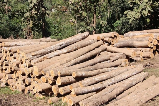 Thực thi VPA/FLEGT : Cam kết của Việt Nam về “ Thương mại và phát triển bền vững”