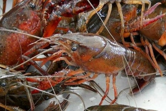 Kiểm tra việc mua bán tôm hùm đất