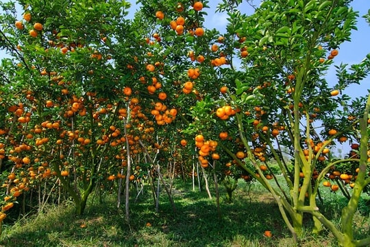 Ứng dụng công nghệ thông tin vào hoạt động du lịch