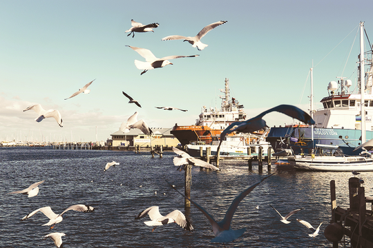 Fremantle - Thành phố cảng nghệ thuật của Tây Úc