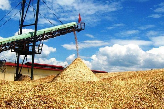 Tăng thuế xuất khẩu dăm gỗ: Nên hay không?