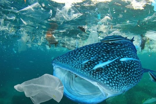 Năm 2025: Việt Nam sẽ không sử dụng đồ nhựa dùng một lần