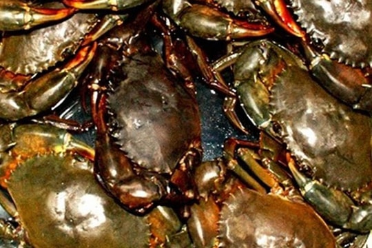 Trà Vinh được mùa cua biển