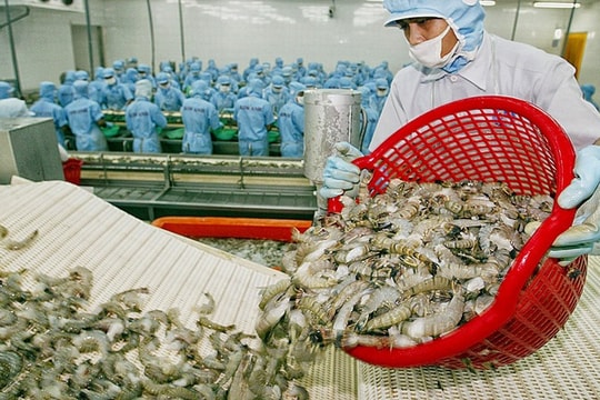 Mỹ kết luận thuế chống bán phá giá đối với tôm Việt Nam: Thuế suất 0%