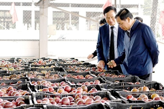 Khánh thành Trung tâm Chế biến rau quả Doveco Gia Lai