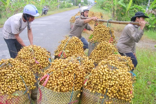 Nhãn Việt lần đầu tiên xuất khẩu sang Úc