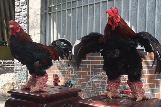 Gà Đông Tảo giảm giá khủng