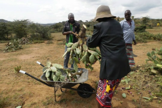 Xương rồng "ác quỷ" - Mối đe dọa mới của nông dân Kenya
