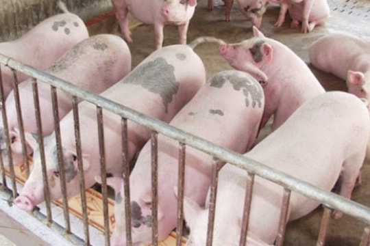 Heo hơi 100.000đ/kg nhưng người chăn nuôi vẫn bỏ chuồng