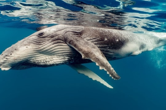 Cá voi góp công lớn chống biến đổi khí hậu