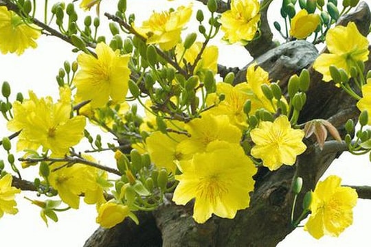 TP.HCM chuẩn bị hoa Tết 2020