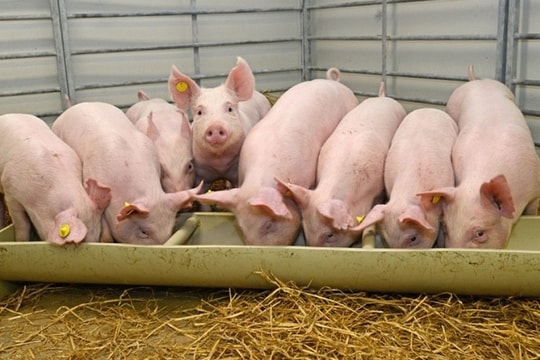 Heo biến đổi gen là nhu cầu thực phẩm cấp bách của người Trung Quốc