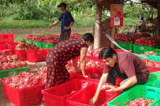 Trung Quốc siết nhập khẩu hàng nông sản Việt Nam