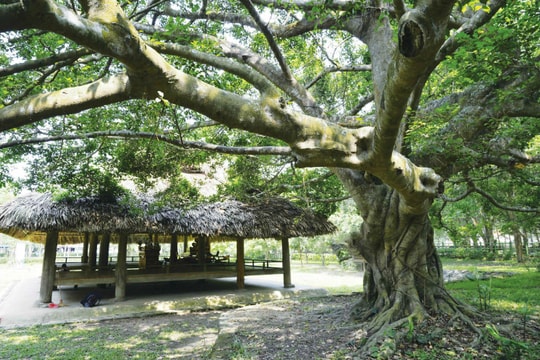 Bóng đa, rừng cọ gió ngàn...