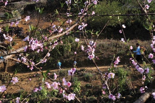 Xuân sớm trên bản Mông