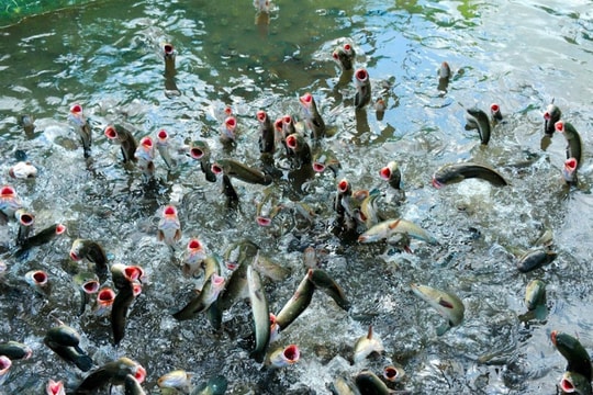 Lãi to từ cách nuôi cá trong bể lót bạt