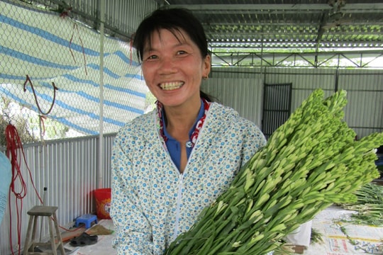 Làng huệ trắng Phong Hoà tất bật ngày Tết