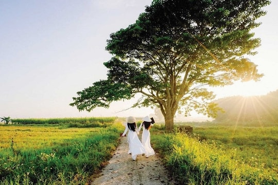 Cây vông đồng cô đơn