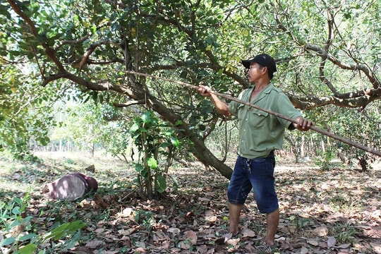 Ngành điều không thể đạt chỉ tiêu xuất khẩu Ngành điều không thể đạt chỉ tiêu xuất khẩu