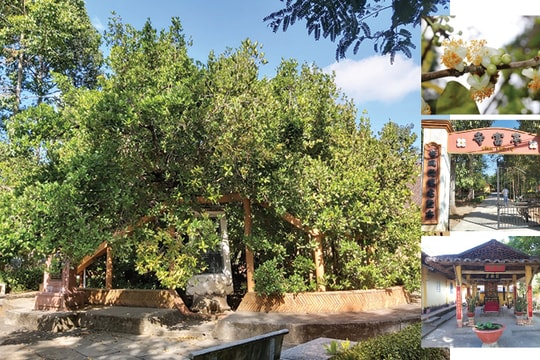 Về đình Phú Tự nghe chuyện Mai Khê Thần Mộc