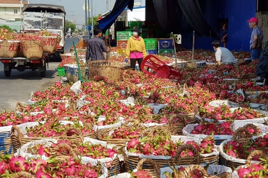 Giá thanh long tiếp tục rớt giá