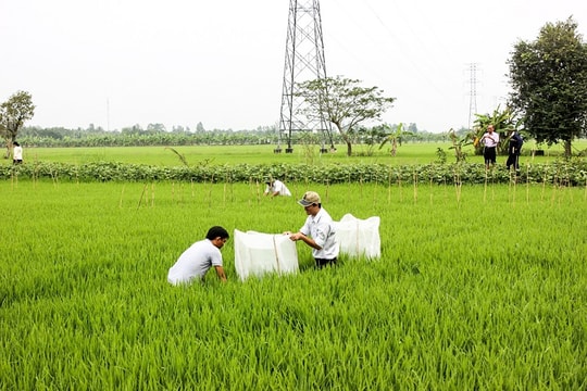 Kéo dài thời hạn miễn thuế sử dụng đất nông nghiệp