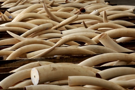 Thủ tướng chỉ thị dừng nhập khẩu động vật hoang dã