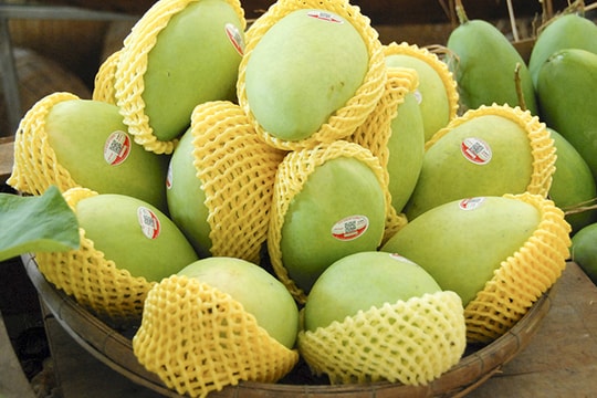 Trung Quốc tạm ngưng nhập khẩu xoài Việt Nam