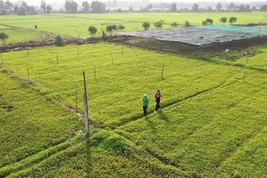 Bột rau má ầm ầm xuất đi châu Âu như chưa hề có dịch Covid-19